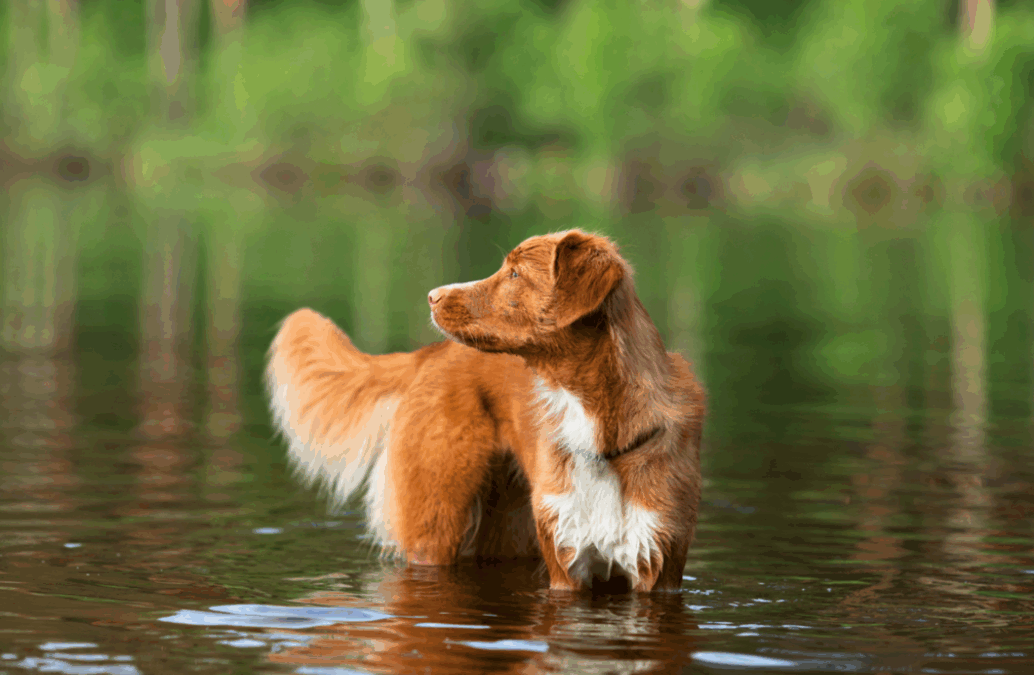 Toxic Algae and Summer Swimming Hazards